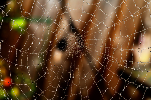 Taking a close look at a spider web covered in dew drops.