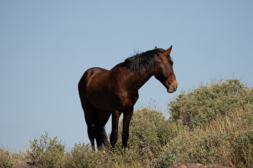 Chestnut wild horse stallion in the Salt River wild horse management area near Scottsdale Arizona United States
