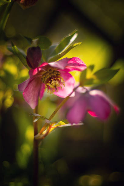 Pink spring hellebore flowers in the garden