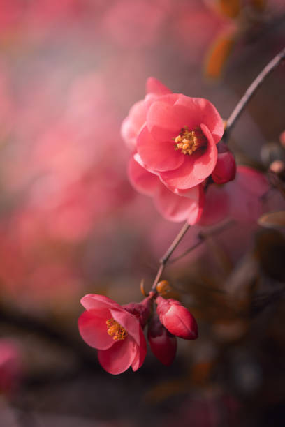 istock Pastel quince flowers 2147626660