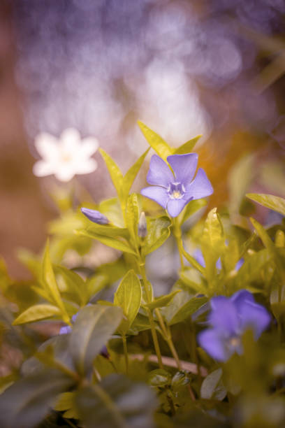 Extreme close-up of fresh blue hydrangea flowers growing on plant against abstract background