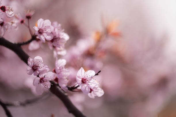 istock Pink Japanese cherry blossoms 2147626855