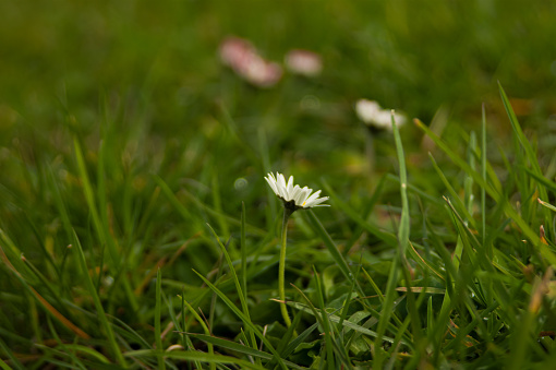 Bellis perennis the daisy white flower