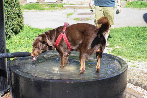 istock during the summer days, animals also seek refuge in the water 2147628366
