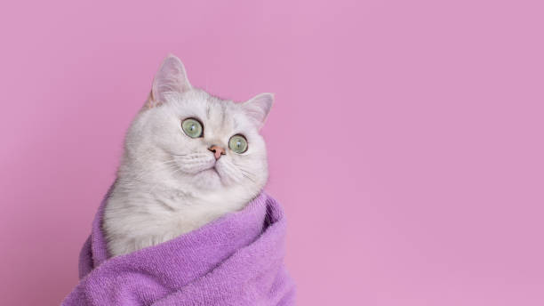 istock Charming beautiful cat in a violet towel , on pink background 2147629667