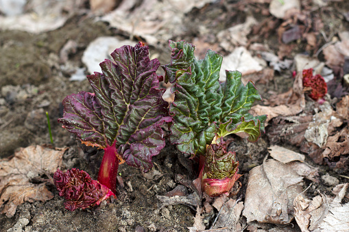 a pair of new rhubarb leaves in spring garden