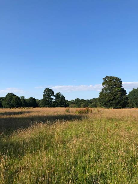 Summer meadow and blue skies