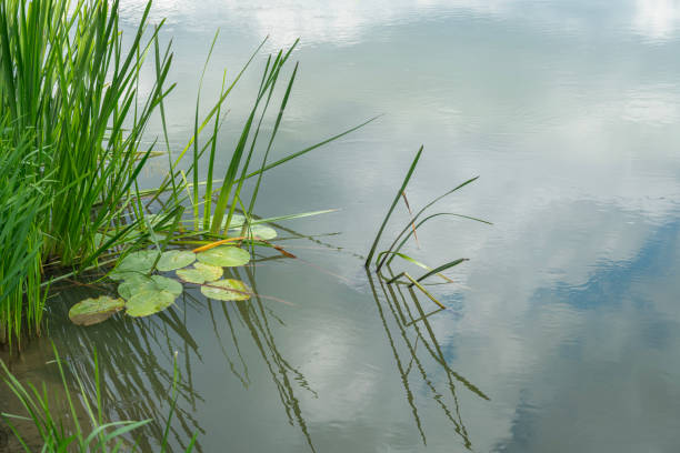 reeds and water lilies on the water