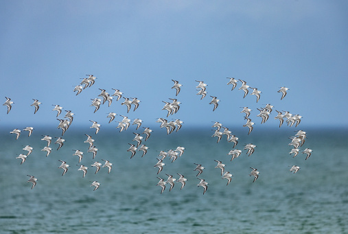 A flock of flying sanderlings (Calidris alba) in front of the Baltic Sea.