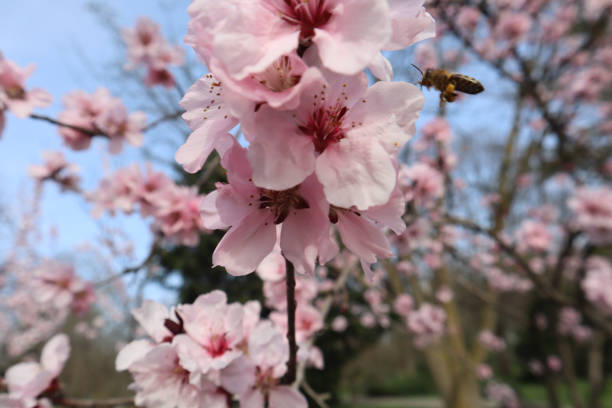 prunus mume