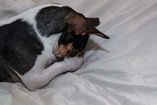A terrier with paws in praying gesture on a bed