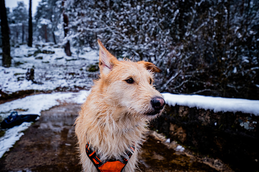 Close-up portrait, brown-and-white mutt with orange harness in snowy forest by lake.