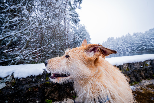 Wide-angle profile picture highlights beloved dog admiring snowy wilderness respect for environment.