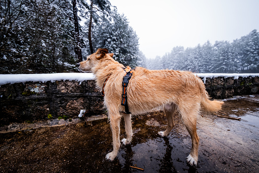 General shot, snowy forest surrounds lake with brown-and-white dog in orange harness.