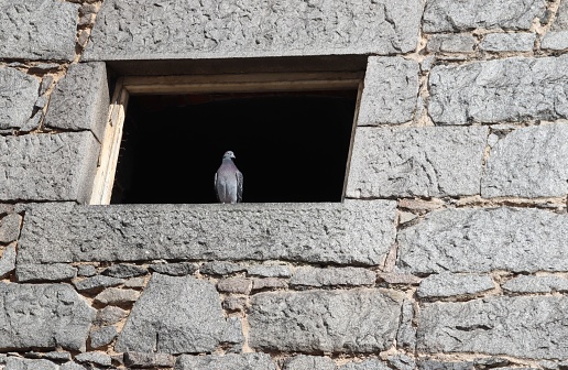 Pigeon in open window of old granite building