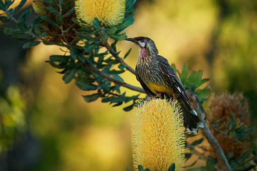 Red Wattlebird - Anthochaera carunculata  is a passerine bird native to southern Australia. Honeyeater with red wattles feeds on flower nectar from Banksia blooms. Beautiful colourful background.