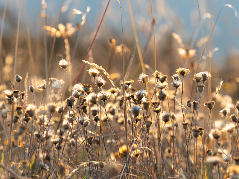 Back lit wildflowers in morning light Mt Buffalo National Park