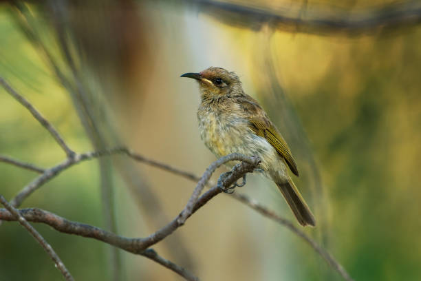 Brown honeyeater (Lichmera indistincta), small brown nectar flower-feeding bird common in eastern Australia. Small brown interesting bird perched on a branch with nice forest background.