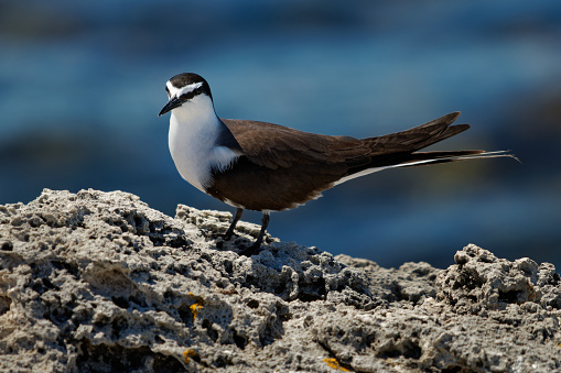 Bridled Tern - Onychoprion anaethetus  seabird of Laridae, bird is migratory and dispersive, wintering widely through the tropical oceans, Atlantic subspecies melanopterus breeds in Mexico.