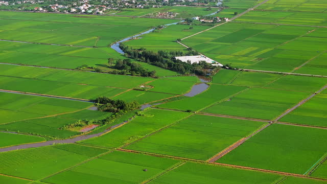 Aerial Drone Scenic View Of Green Grass of Rice Agricultural Field, Vietnam