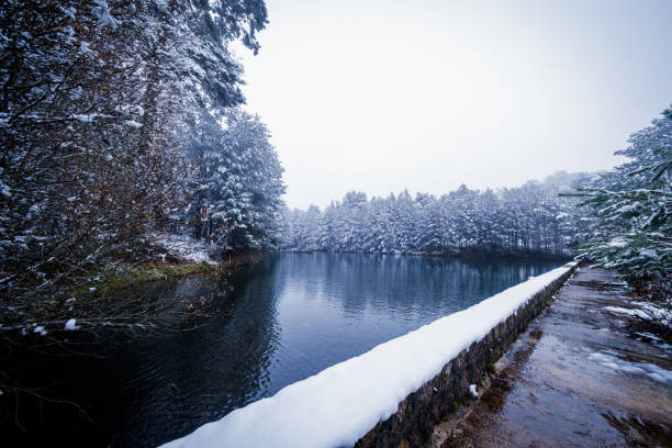 Snowscape reveals snowy lake encircled by towering pines amidst tranquil forest ambiance.