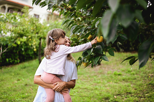 Harvesting in a fruit garden with grandchild.