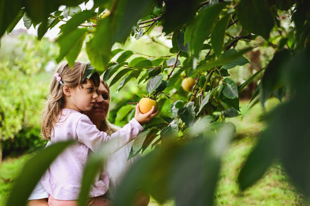 istock Family in a fruit garden portrait. 2147637813