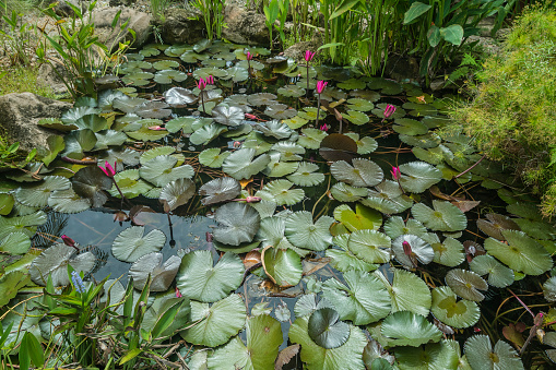 White water lilies blooming in the pond