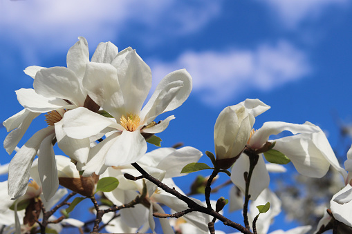 White magnolia blossom against blue sky. Beautiful spring postcard. Copy space.