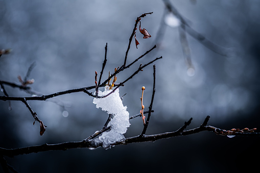 Close-up view captures icy pine branch, showcasing natural beauty of winter forest scenery.