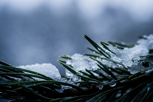 Detailed shot reveals snowy pine branch, highlighting natural beauty in forest setting.