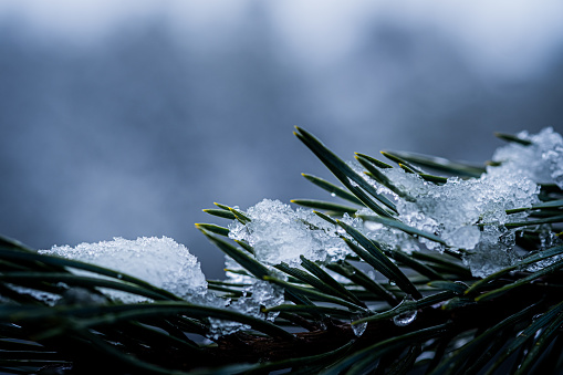 Close-up view showcases snow-covered pine branch, emphasizing intricate details in winter landscape.