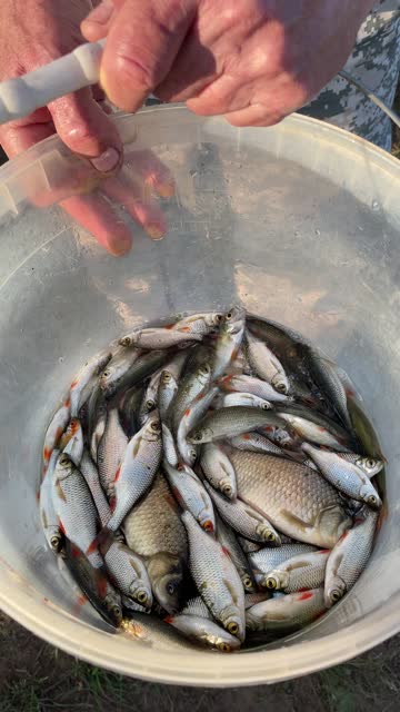 lot of small river fish in bucket just caught in the pond with fishing rod, the fishermen are happy with the catch