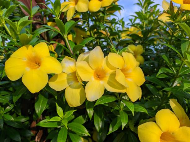 istock Allamanda Cathartica flower in the morning 2147640465