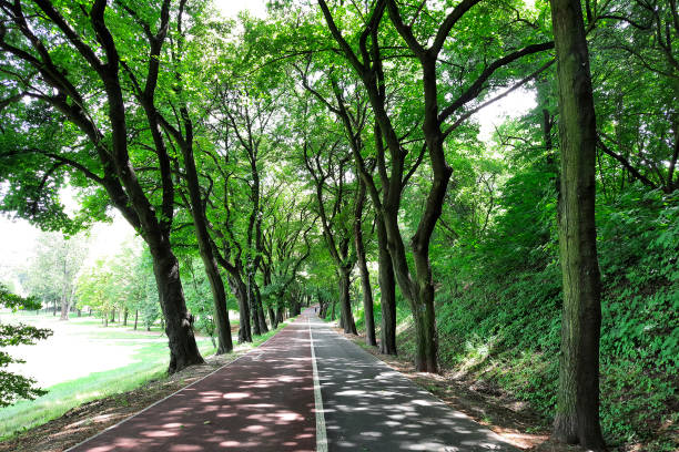 Empty pedestrian area and road for cyclists in the shade of old tall trees. No people