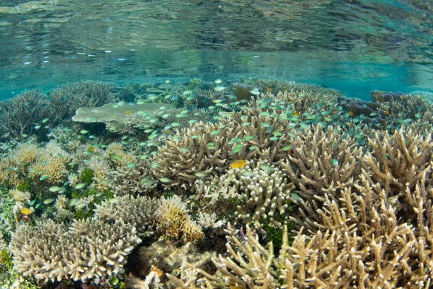 istock Beautiful Coral Reef in Raja Ampat 2147644028