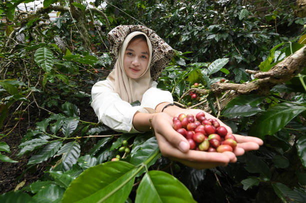 istock Young coffee farmer showing coffee beans in hand 2147644772
