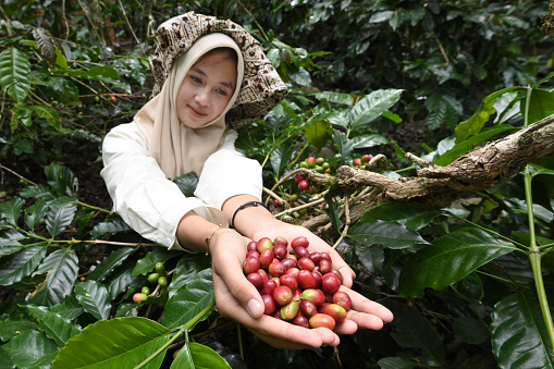 Young coffee farmer showing his coffee beans in the garden
