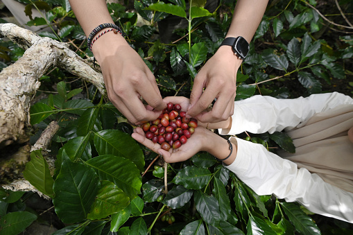 Close Up of hands holding fresh Arabica coffee beans in a garden in Central Aceh, Aceh Province, Indonesia.