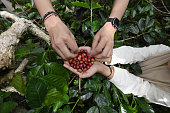 Close Up of hands holding fresh arabica coffee beans in the garden