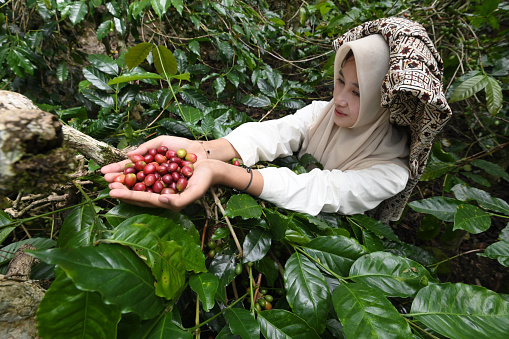 Young coffee farmer showing coffee beans in hand