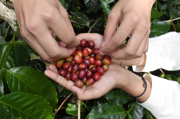 istock Fresh Arabica coffee beans in farmer's hands 2147644788