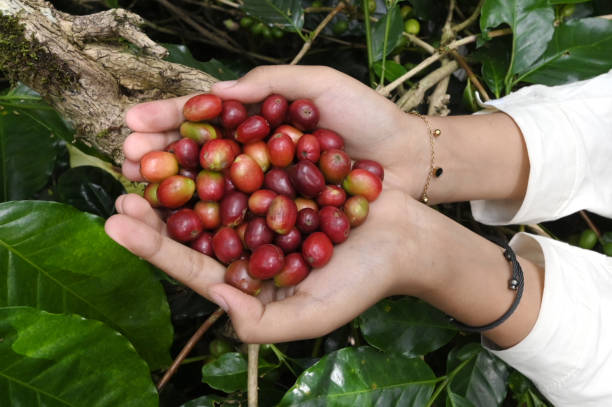 istock Indonesia, hand holding fresh arabica coffee beans 2147644789