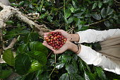 Close Up of hands holding fresh arabica coffee beans in the garden