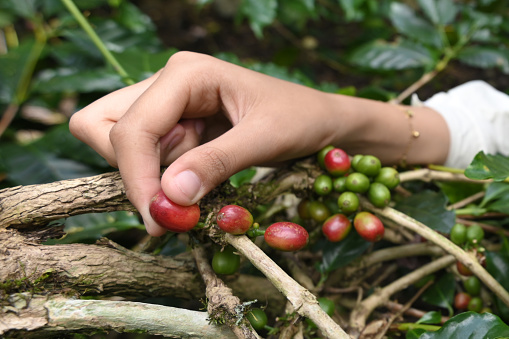 Close up of farmer's hands picking coffee