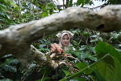 Young Asian female coffee farmer is picking coffee in the garden in Central Aceh, Aceh province, Indonesia.