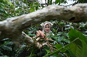 Asian female coffee farmer is picking coffee in the garden