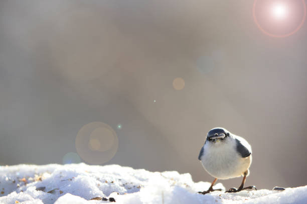 Eurasian nuthatch or wood nuthatch (Sitta europaea hondoensis) is a small passerine bird found throughout the Palearctic and in Europe. This photo was taken in Honshu, Japan.