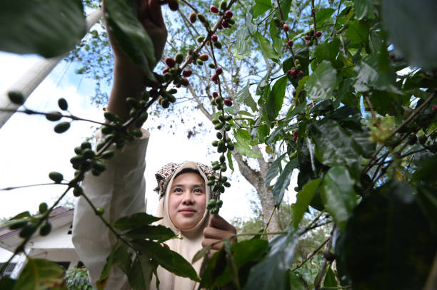 istock Young coffee farmer picking Arabica coffee beans 2147644823