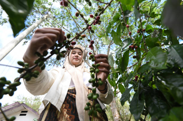 Young coffee farmer picking Arabica coffee beans